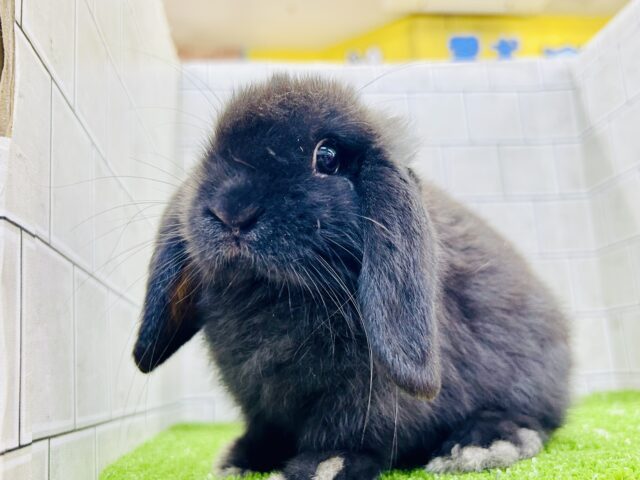 コロコロまっくろボール？？　ホーランドロップイヤーラビット