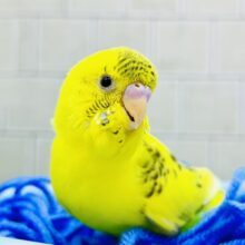 ひまわり畑にごま塩さん♪♪　セキセイインコ