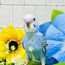 爽やかエテブルー🌅　セキセイインコ
