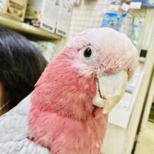 【動画更新☆☆】かわいさﾌﾟﾜﾜｯ💖✧*｡オドロキ桃の木❕🍑💭モモイロインコ(2024年4月生まれ)