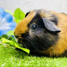 季節を先取り？？　ハロウィンカラーがやってきました♪　ロシアンモルモット