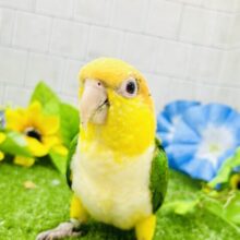 激あまマンゴーちゃん🥭にメロメロ！？　シロハラインコ