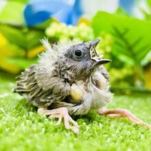 小っちゃ！　どんなコになるのかな～？　キンカチョウ