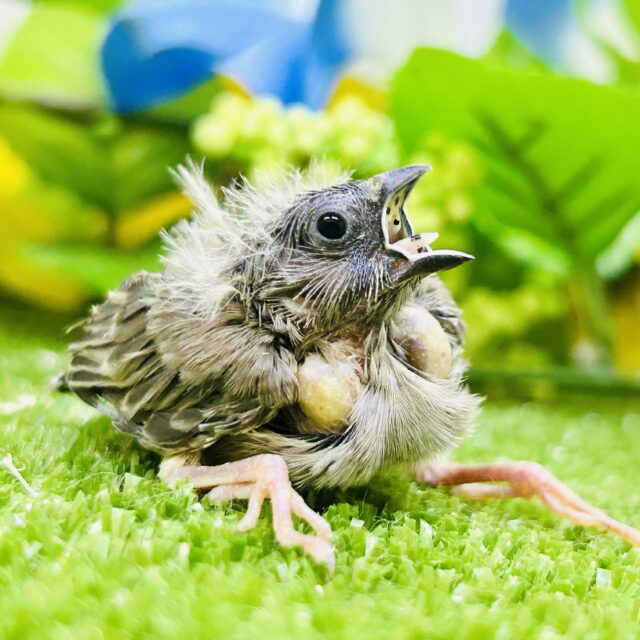 小っちゃ！　どんなコになるのかな～？　キンカチョウ