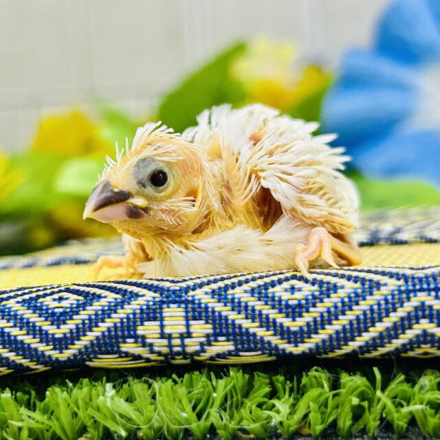 ちゅるっとベイビー♬　ジュウシマツ