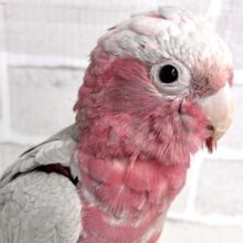 モモイロインコ  男の子  🍑️🩵•*¨*•.¸¸☆*･ﾟ