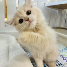 好奇心旺盛とはボクのこと〜？ラガマフィンくん！