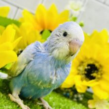 パンパンに夢とご飯をつめて・・・　セキセイインコ