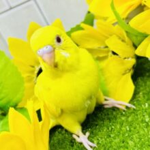 ひまわり畑でかくれんぼ？見つけられるかな？？　セキセイインコ