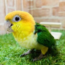 元気いっぱい好奇心旺盛‼️🦜 　シロハラインコ