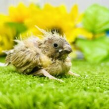 ビタっとビターなカラー☕　キンカチョウ