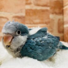 テンション爆上げワキワキダンス！🔥💙🔥💙🔥💙　オキナインコ（ブルー）