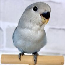 コザクラインコ  ブルー系  🦋💙︎︎𓂃⟡.·