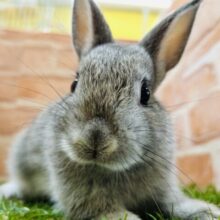 小顔につぶらな瞳がチャームポイント❤️  ネザーランドドワーフ