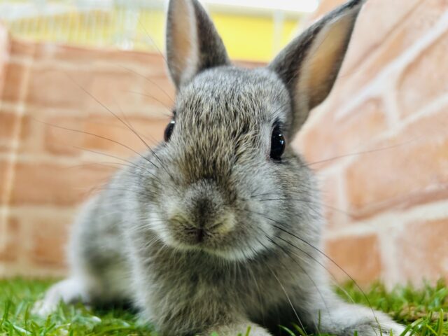 小顔につぶらな瞳がチャームポイント❤️ ネザーランドドワーフ