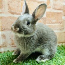 可愛すぎるよ、、❤️‍🔥❤️‍🔥❤️‍🔥　ネザーランドドワーフ(チョコレート系)