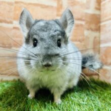 つぶらな瞳にキュートなお顔🩶🩶🩶　チンチラ(パイド)