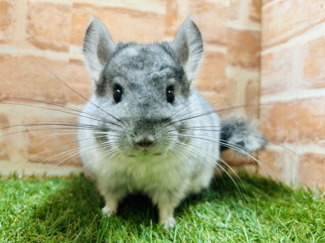 つぶらな瞳にキュートなお顔🩶🩶🩶　チンチラ(パイド)