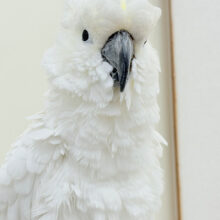 【最新画像更新🪄】ハッピーオーラ🫧ノリノリキーちゃん🕊💛アルーキバタン(男の子)