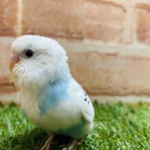 青空カラーが魅力的💙💙💙　セキセイインコ（パイド）