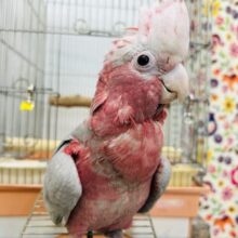 超絶可愛いモモイロインコ🍑🍑さんがやって来ましたよ～🎵