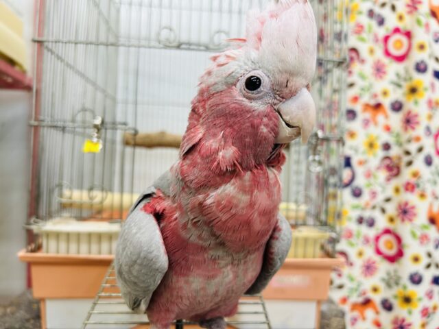 超絶可愛いモモイロインコ🍑🍑さんがやって来ましたよ～🎵