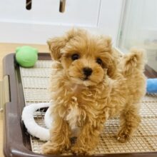 とびっきり甘えさせてっ♡ミックス犬ちゃん(マルチーズ×トイプードル)