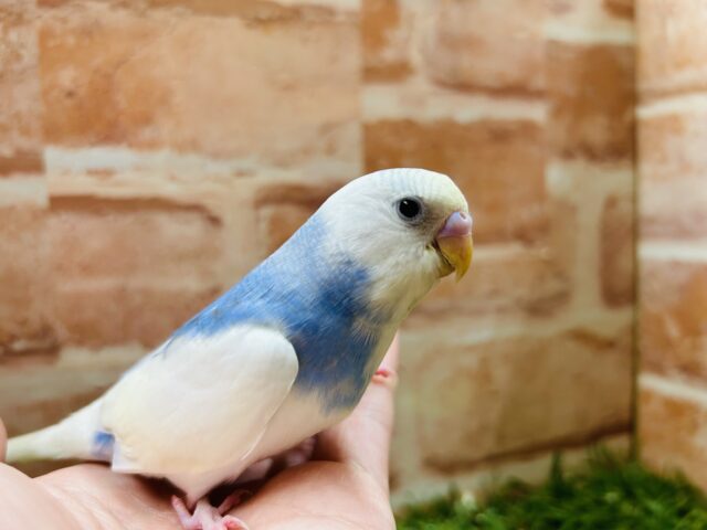 おっとりマイペースなセキセイちゃん🔥🔥🔥　セキセイインコ（レインボーパイド）