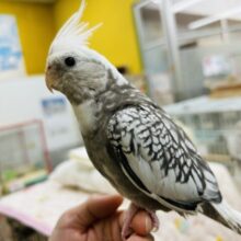 【☆最新画像更新☆】🤍🖤オカメインコ🖤🤍ＷＦパールパイド