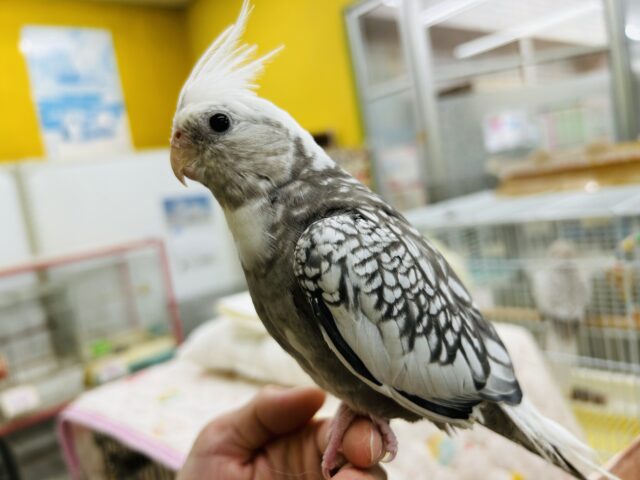 【☆最新画像更新☆】🤍🖤オカメインコ🖤🤍ＷＦパールパイド