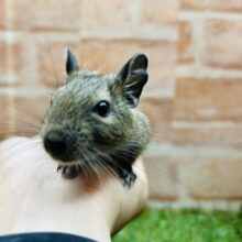 エネルギッシュデグーちゃん🔥🔥🔥🔥　（アグーチ）