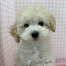 最新画像📷ふわふわモコモコ！トイプードルくん！