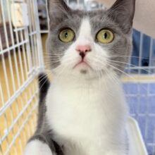 最新画像！お困り顔のマンチカンきたよ💖