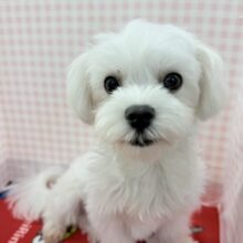 最新画像！愛嬌たっぷり☺️マルチーズくんが来たよ！！！