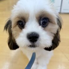 最新画像！もちもちお餅！キャバシーズー！