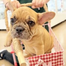 ドッ！ドッ！ドスコーーーイ！！フレンチブルドッグくん！