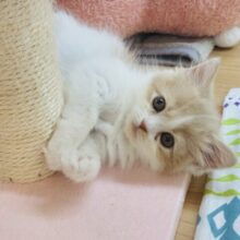 かまってほしくてコロ〜ン！？サイベリアンくん！