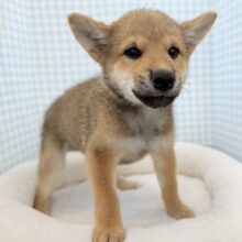 まだまだ甘えたいの💕柴犬くん