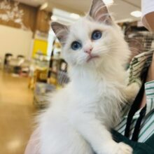 僕の甘ったれを受け止めて！！ラグドールくん！