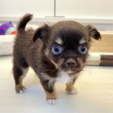 🍫ちょこちょこ寄ってきちゃ🍫ロング・チワワ(チョコレート＆タン)💙男の子💙2025年6月3日生まれ
