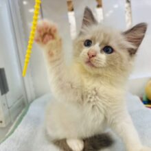 その可愛さにゃんにゃんですか！！ネヴァマスカレードくん！