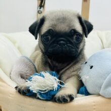 僕の沼はふか〜〜いよ♡パグくん！