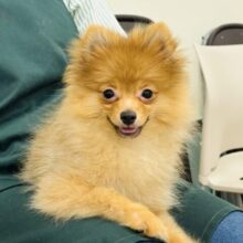 超ホヤホヤ最新画像✨サーカス団顔負けジャ〜〜ンプ！？ポメラニアンくん！