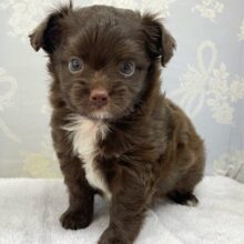 寝るのが1番ⳣ₹💤ハーフ犬(チワワ✖️トイプードル)(チョコレート)🍫男の子💙2025年6月28日生まれ