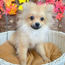 💖ポメてぃ〜STREET💖ポメラニアン(オレンジ)🍊女の子💖2025年4月12日生まれ