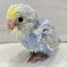魅惑のアジサイブルー💜💙セキセイインコ（パステルレインボー）