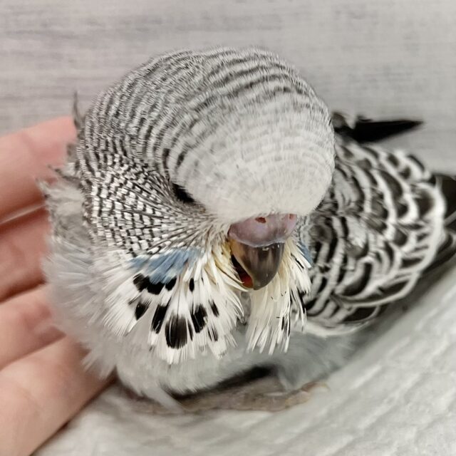 BIGベイビー参上‼️💥ジャンボセキセイインコ（ノーマルグレー）