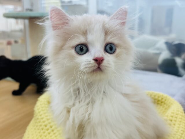 僕の可愛さに気づいたら終わり♡ミヌエットくん！