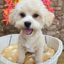 🐾元気BOY🐾ハーフ犬(ペキニーズ✖️トイプードル)(レッド系)🩵男の子🩵2025年2月1日生まれ