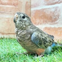 逆にレア!!　アキクサインコのノーマルカラー　2025.8/17撮影
